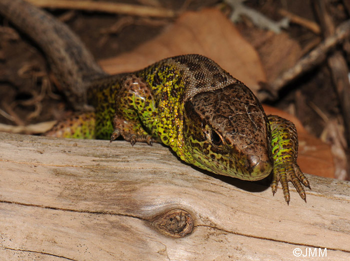 Lacerta agilis : lzard des souches