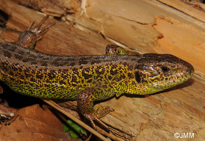 Lacerta agilis : lzard des souches