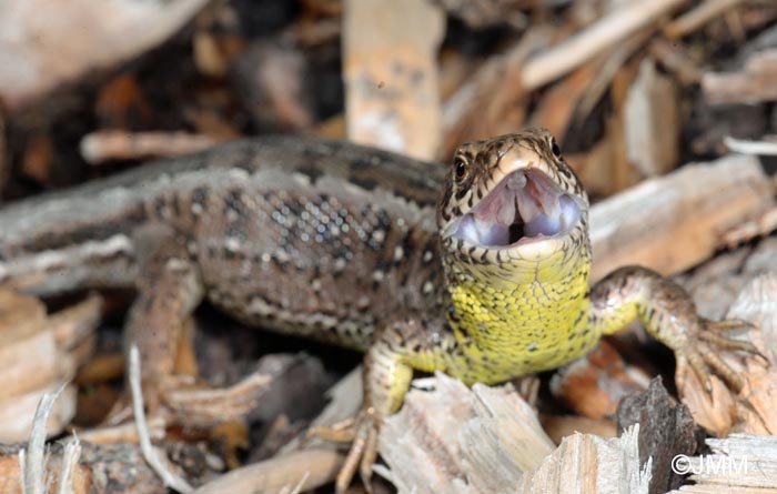 Lacerta agilis : Lzard des souches