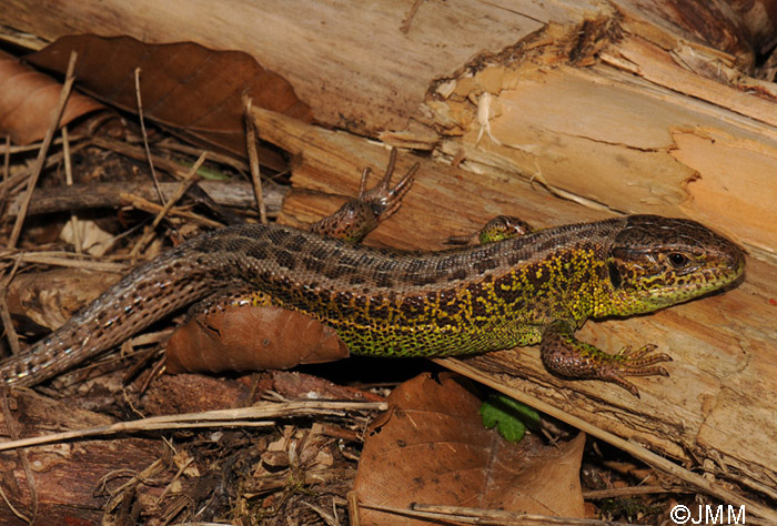 Lacerta agilis : lzard des souches