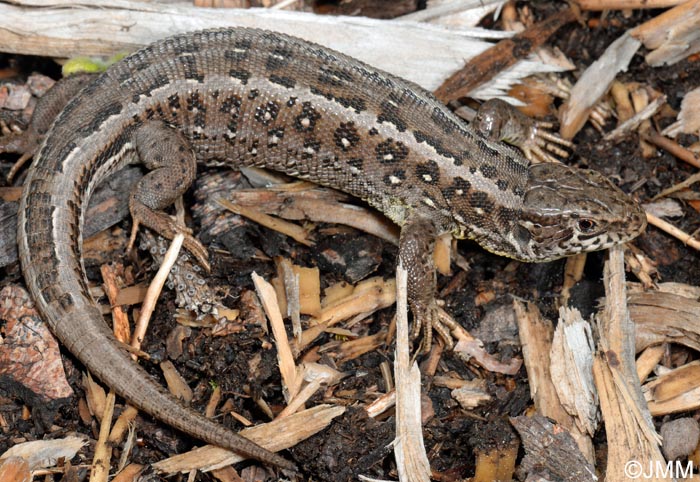 Lacerta agilis : Lzard des souches