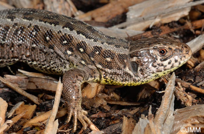 Lacerta agilis : Lzard des souches