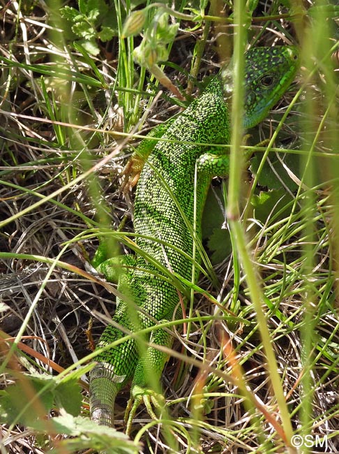 Lacerta bilineata : Lzard vert occidental