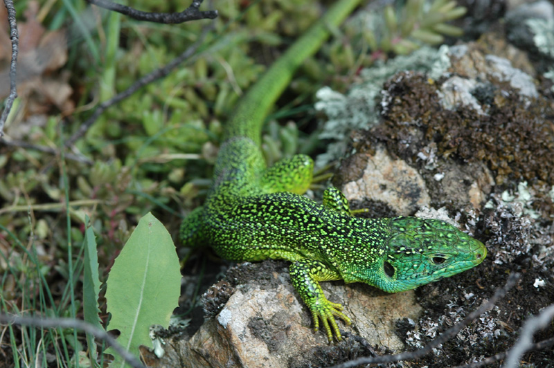 Lzard vert occidental