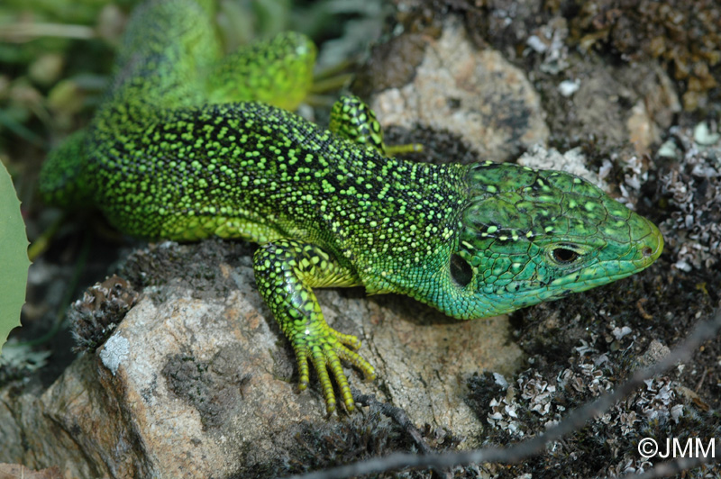 Lzard vert occidental