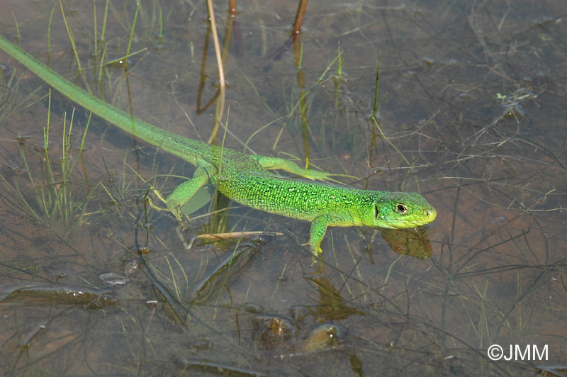 Lzard vert occidental