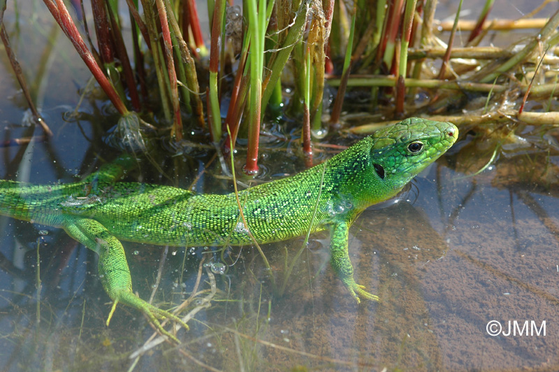 Lzard vert occidental