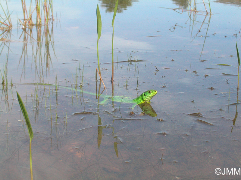 Lzard vert occidental