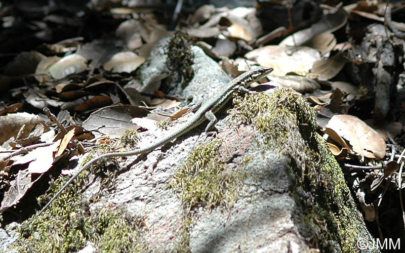 Lzard du Troodos