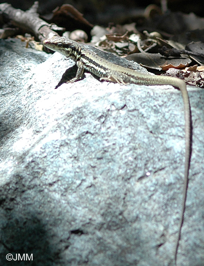 Lzard du Troodos