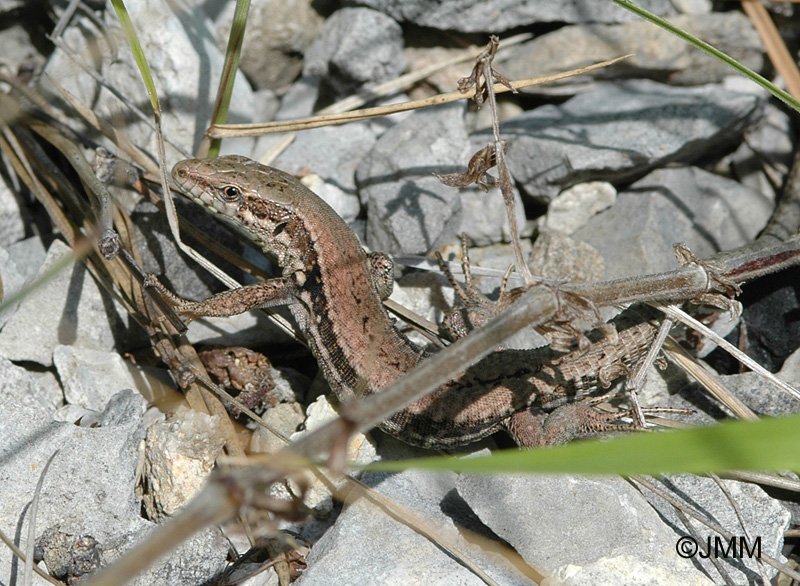 Lzard des murailles