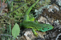 Lezard vert mini.jpg (31842 octets)