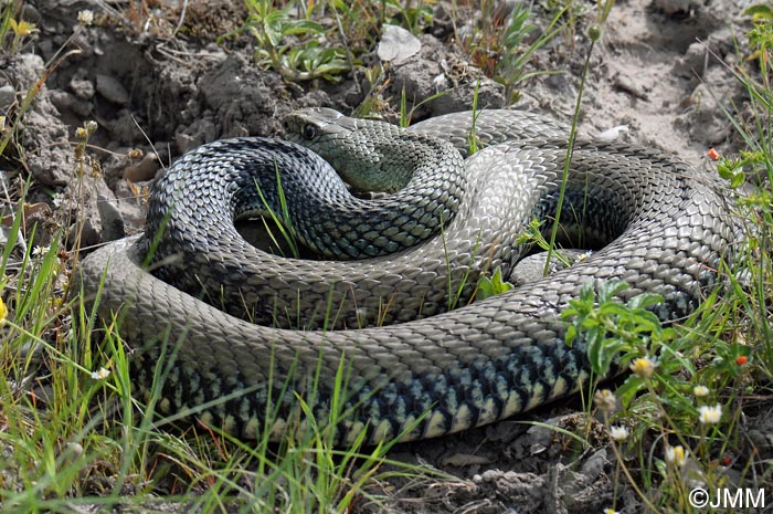 Malpolon monspessulanus : Couleuvre de Montpellier