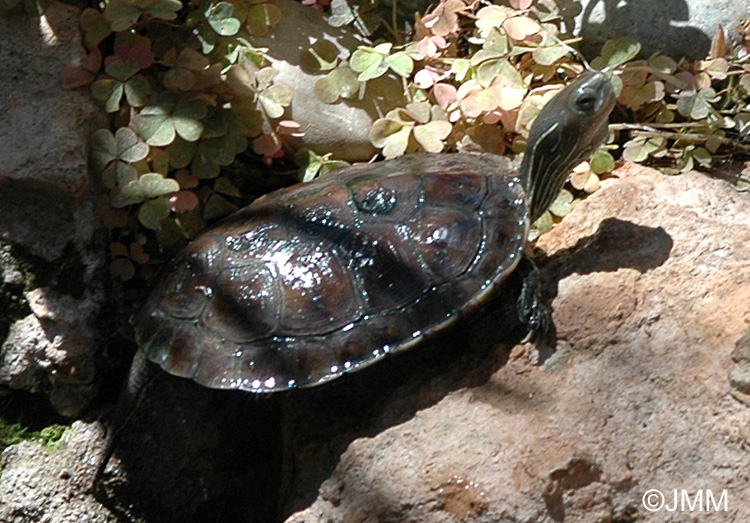 Mauremys caspica