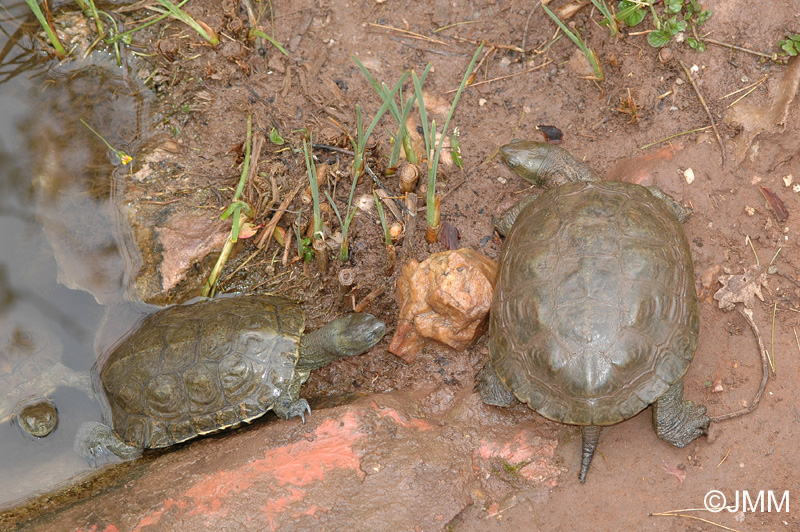 Mauremys leprosa