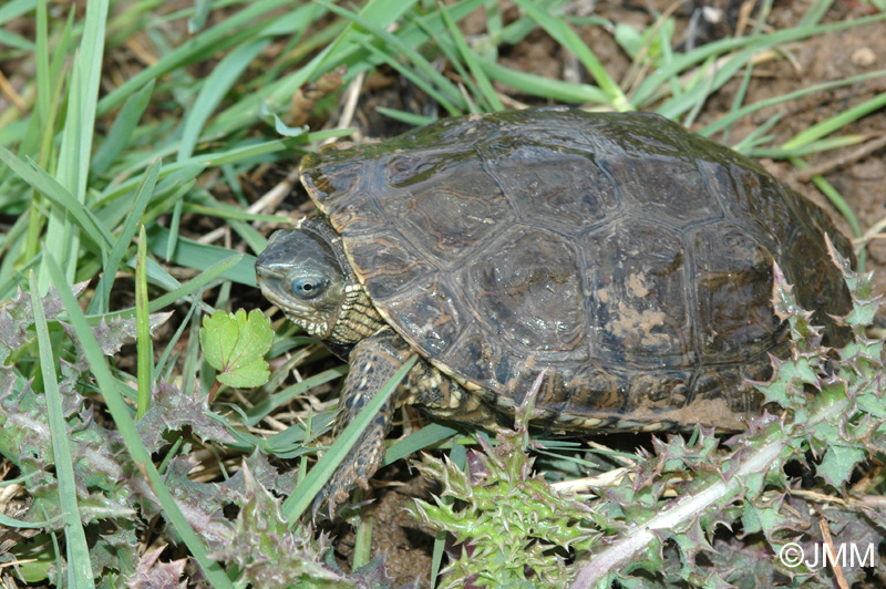 Mauremys rivulata