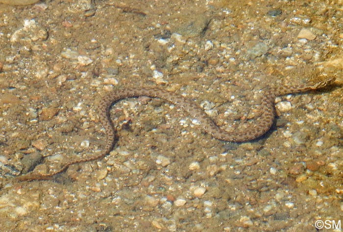 Natrix maura : Couleuvre viprine