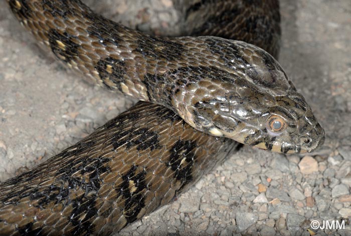 Natrix maura : couleuvre viprine