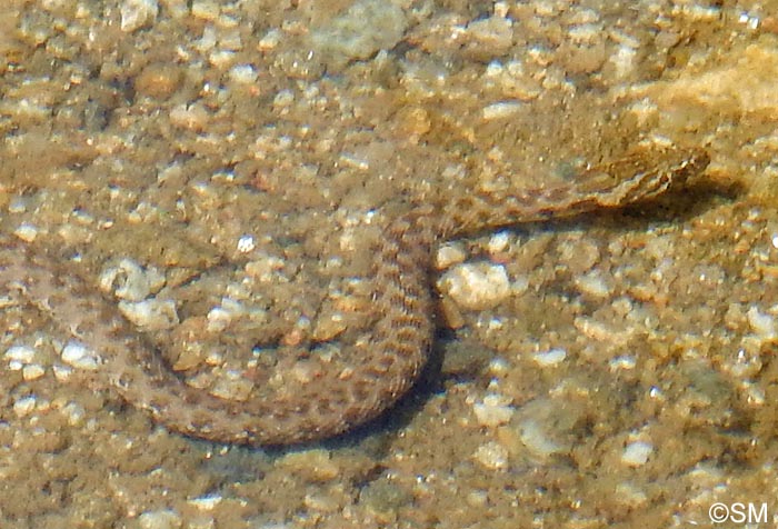 Natrix maura : Couleuvre viprine