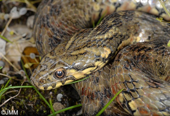 Natrix maura : Couleuvre viprine