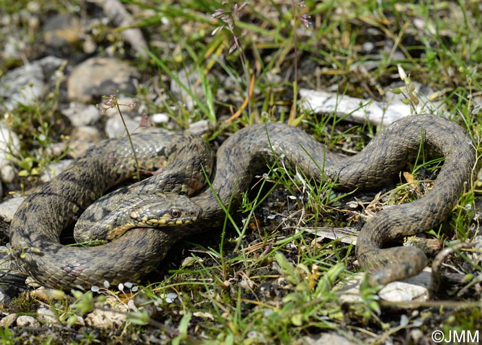 Natrix maura : Couleuvre viprine