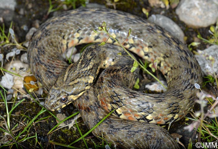 Natrix maura : Couleuvre viprine