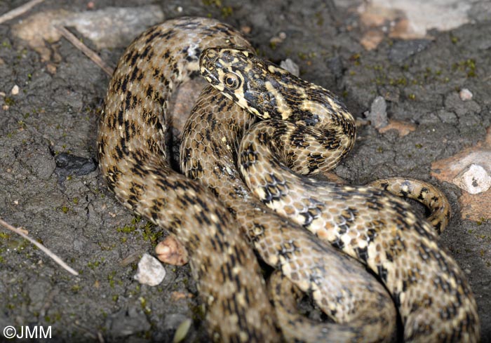 Natrix maura : Couleuvre viprine