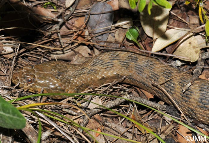 Natrix maura : couleuvre viprine