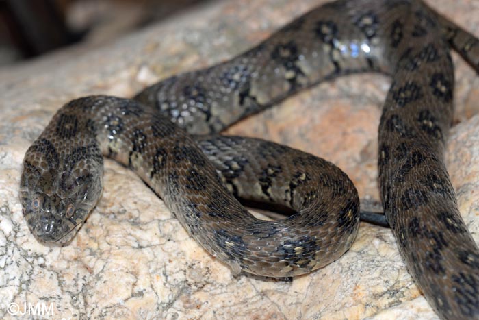 Natrix maura : couleuvre viprine