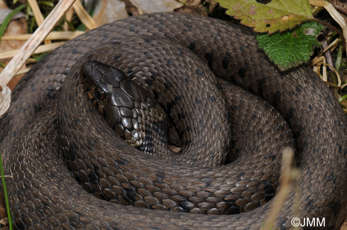 Natrix natrix : Couleuvre  collier