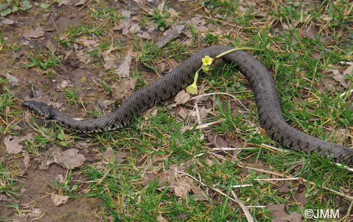 Natrix natrix : Couleuvre  collier