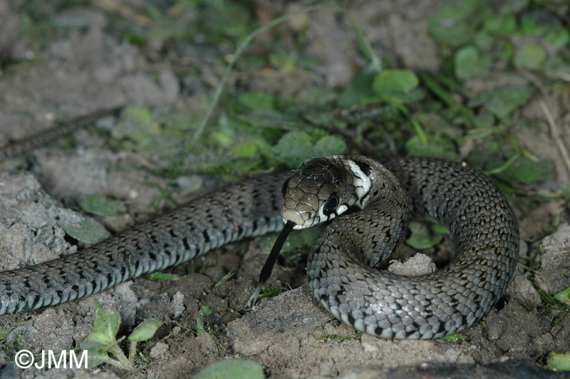 Couleuvre  collier