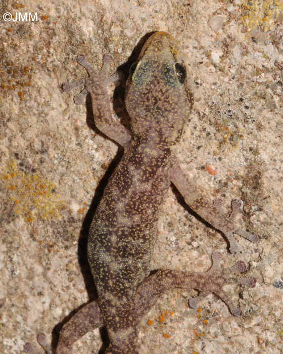 Phyllodactylus europaeus