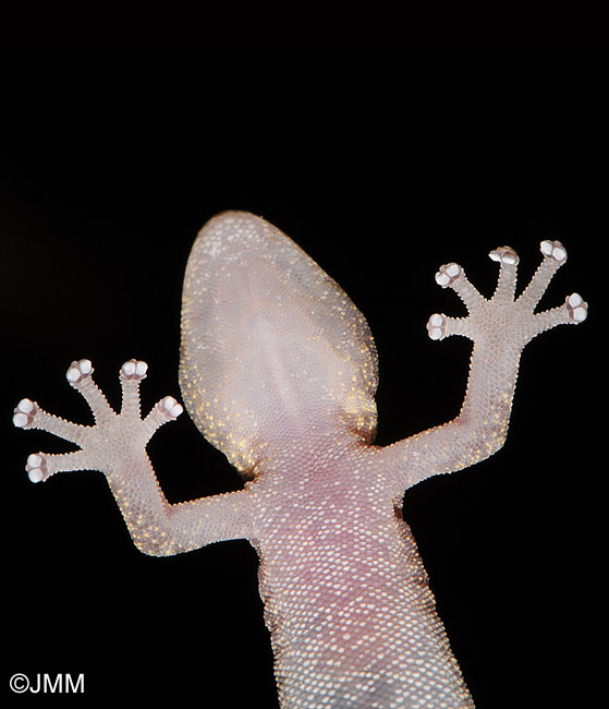 Phyllodactylus europaeus
