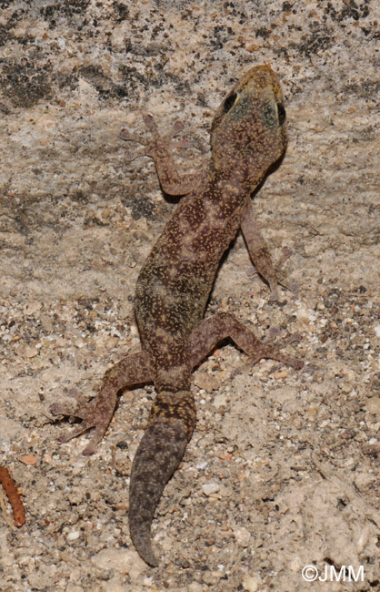 Phyllodactylus europaeus