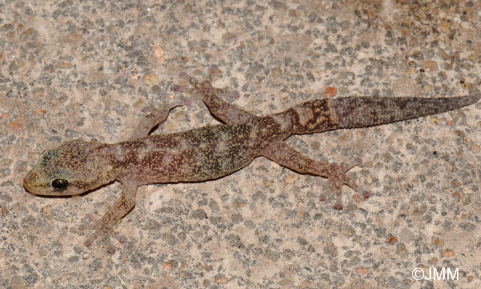 Phyllodactylus europaeus