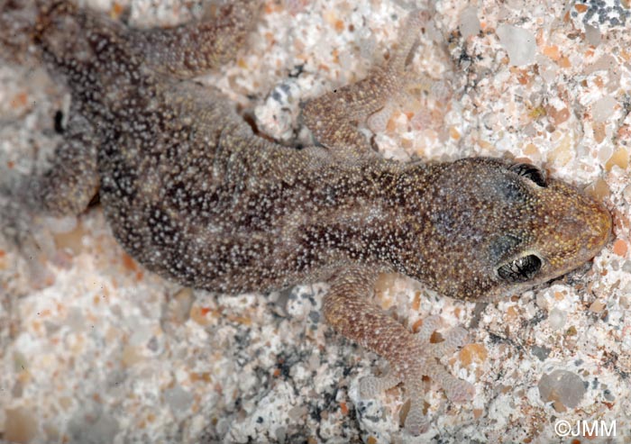 Phyllodactylus europaeus : Phyllodactyle d'Europe = Euleptes europaea