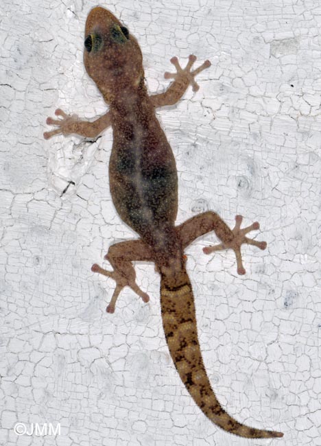 Phyllodactylus europaeus : Phyllodactyle d'Europe = Euleptes europaea