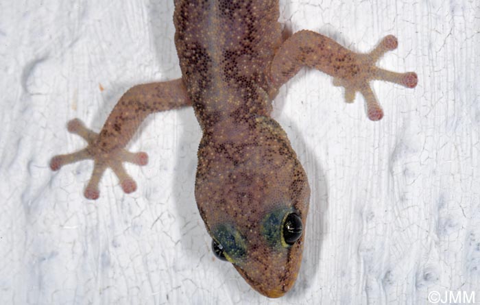 Phyllodactylus europaeus : Phyllodactyle d'Europe = Euleptes europaea