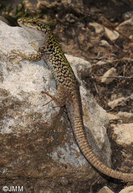 Podarcis siculus cettii : Lzard des ruines (de Sardaigne)