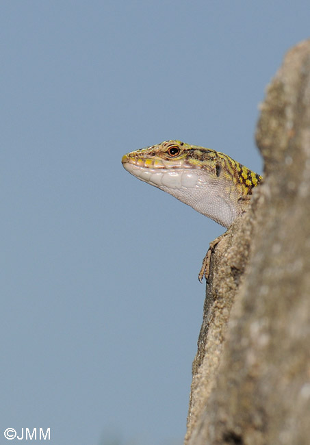 Podarcis siculus cettii : Lzard des ruines (de Sardaigne)