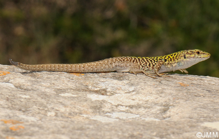 Podarcis siculus cettii : Lzard des ruines (de Sardaigne)