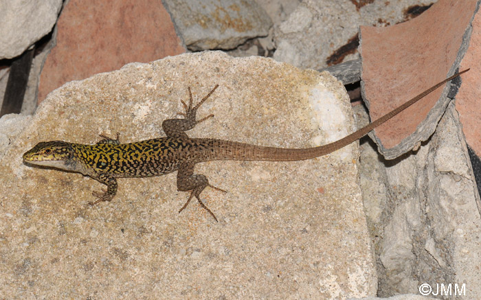 Podarcis siculus cettii : Lzard des ruines (de Sardaigne)