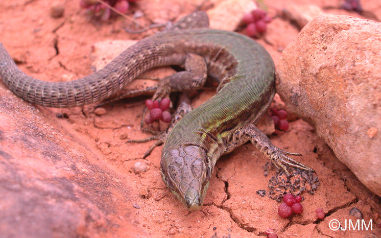 Lzard de Malte