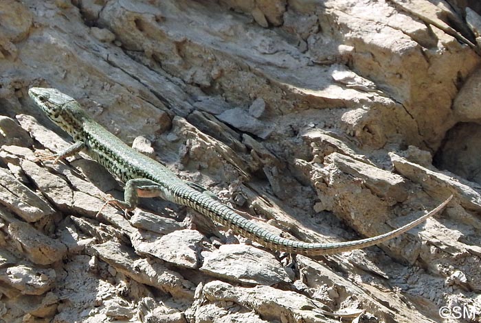 Podarcis liolepis : Lzard catalan = Podarcis liolepis liolepis