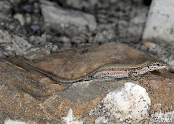 Podarcis liolepis : Lzard catalan = Podarcis liolepis liolepis