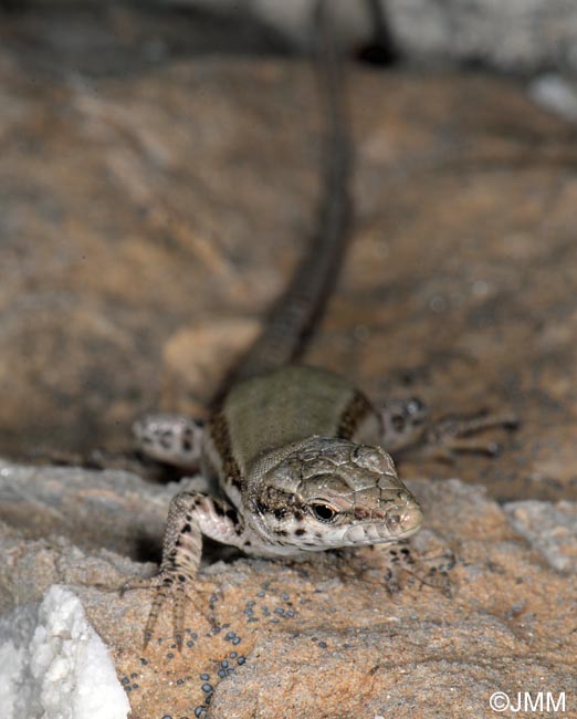 Podarcis liolepis : Lzard catalan = Podarcis liolepis liolepis