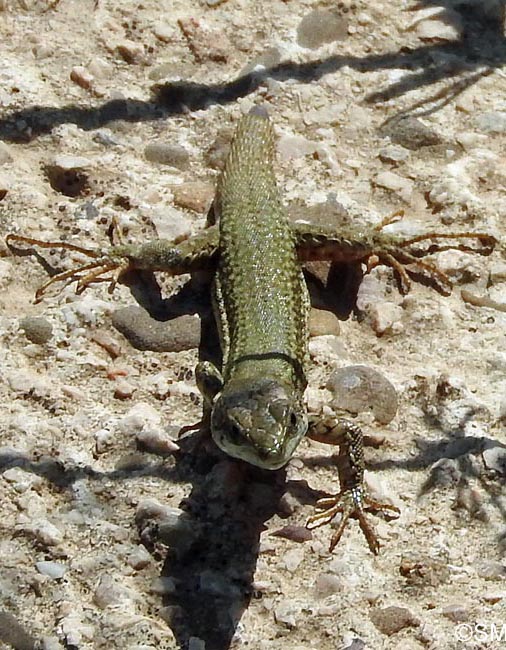 Podarcis liolepis : Lzard catalan = Podarcis liolepis liolepis