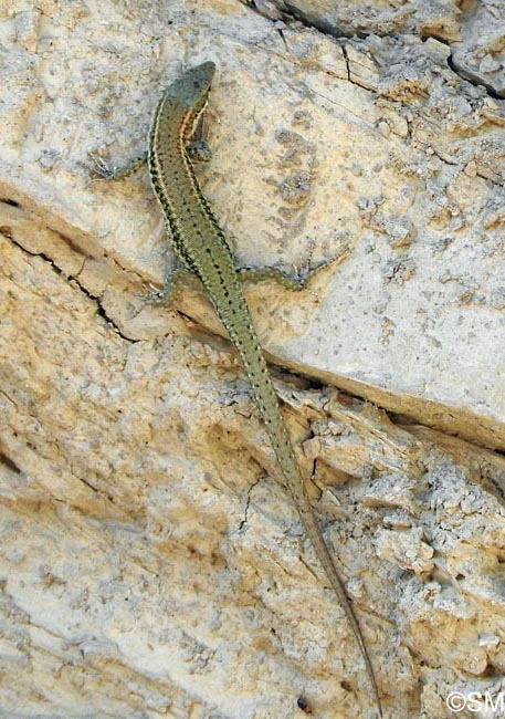 Podarcis liolepis : Lzard catalan = Podarcis liolepis liolepis