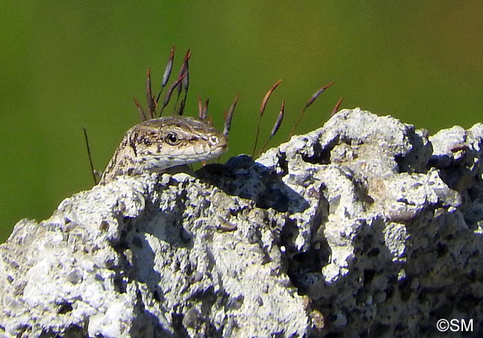 Podarcis liolepis : Lzard catalan = Podarcis liolepis liolepis